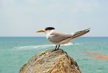 oiseau mer