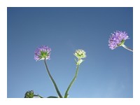 fleurs