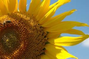 tournesol