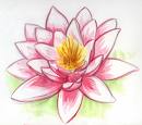 lotus